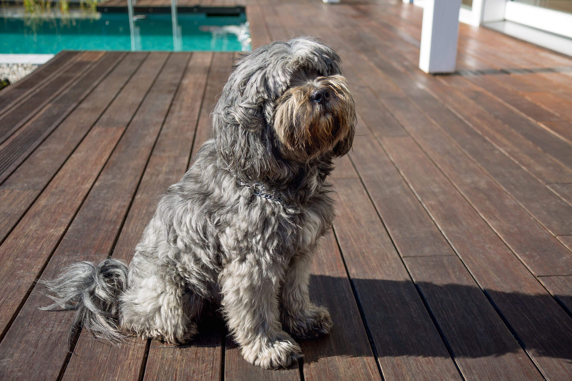 Hund auf Holzdeck in moderner Umgebung Ein grauer Hund sitzt auf einem Holzdeck neben einem Pool