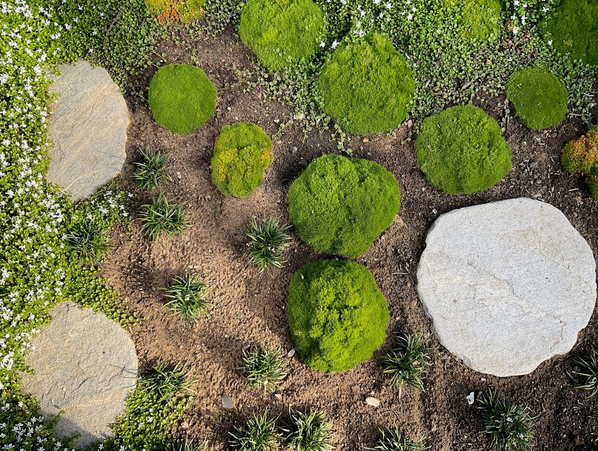 Gartenlandschaft mit Steinen und Moos Anordnung von Steinen und Moos in einer Gartenlandschaft