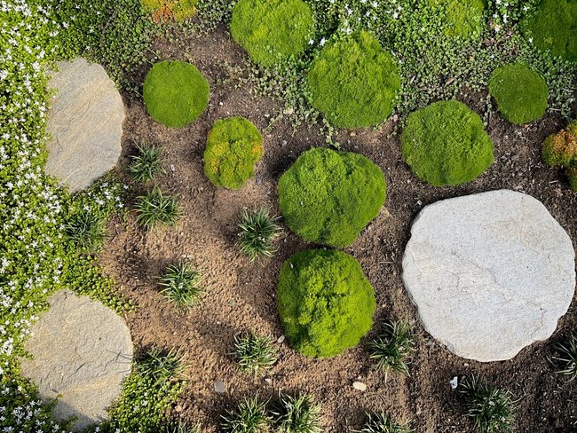 Gartenlandschaft mit Steinen und Moos Anordnung von Steinen und Moos in einer Gartenlandschaft