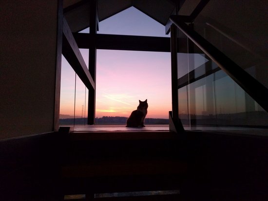 Katze im Sonnenuntergang vor einem Fenster Silhouette einer Katze vor einem Fenster mit Sonnenuntergang